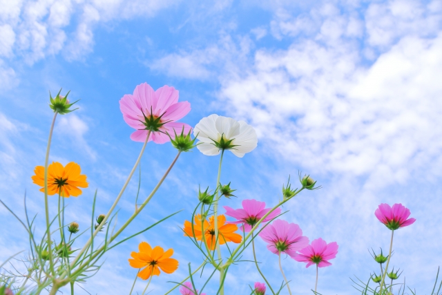 ｲﾒｰｼﾞ画像