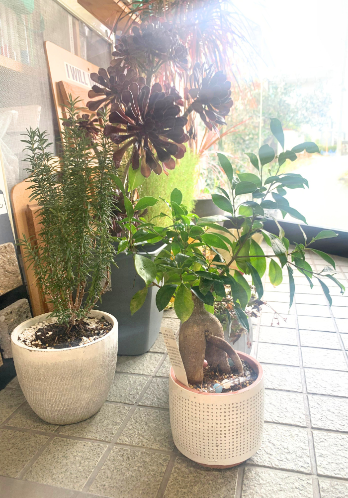 植木鉢