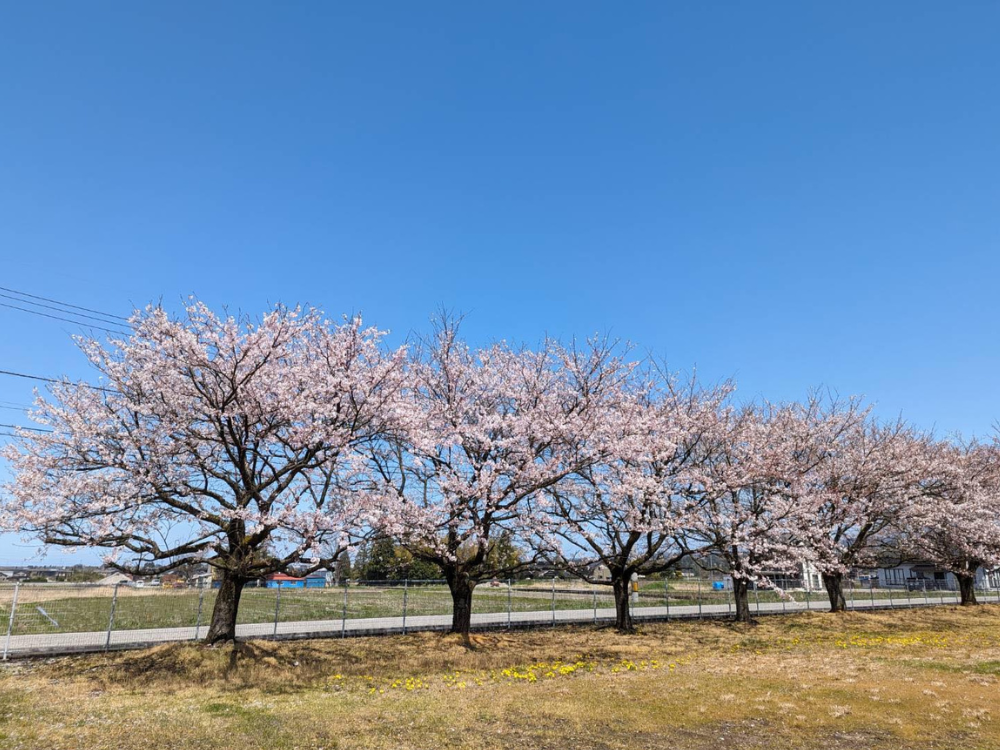 桜