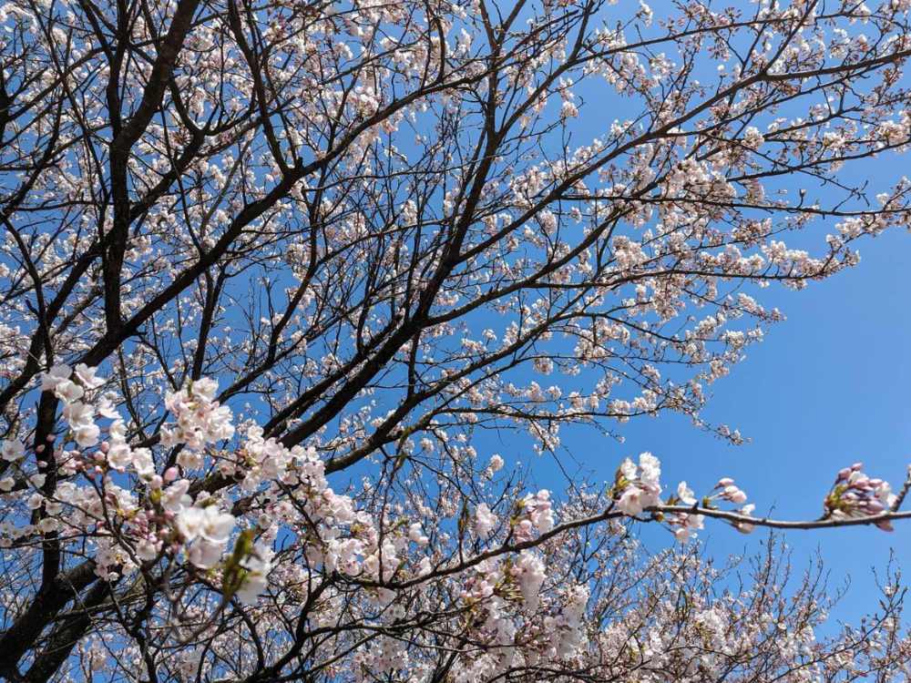 桜