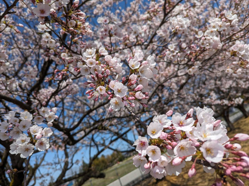 桜