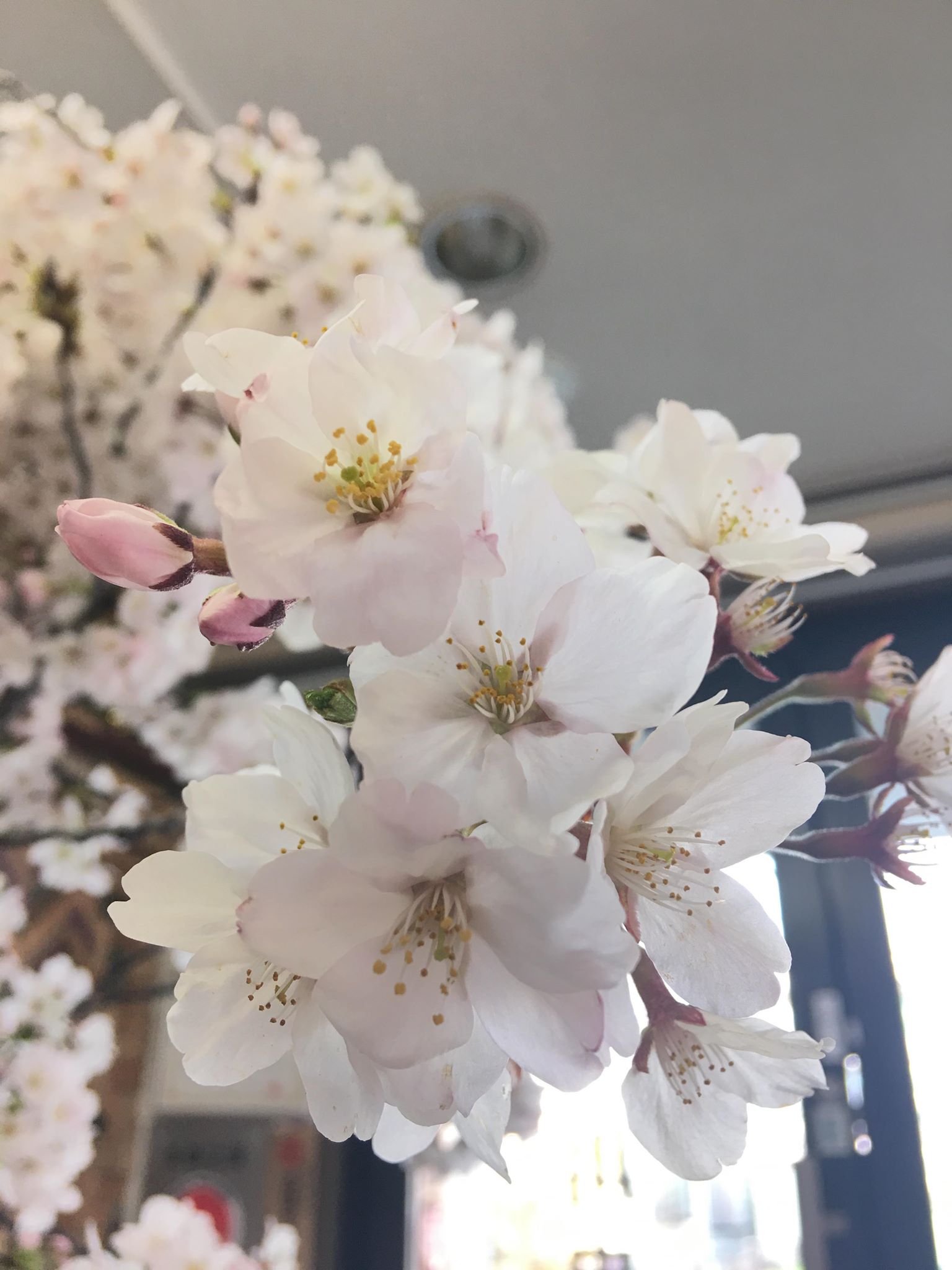 桜