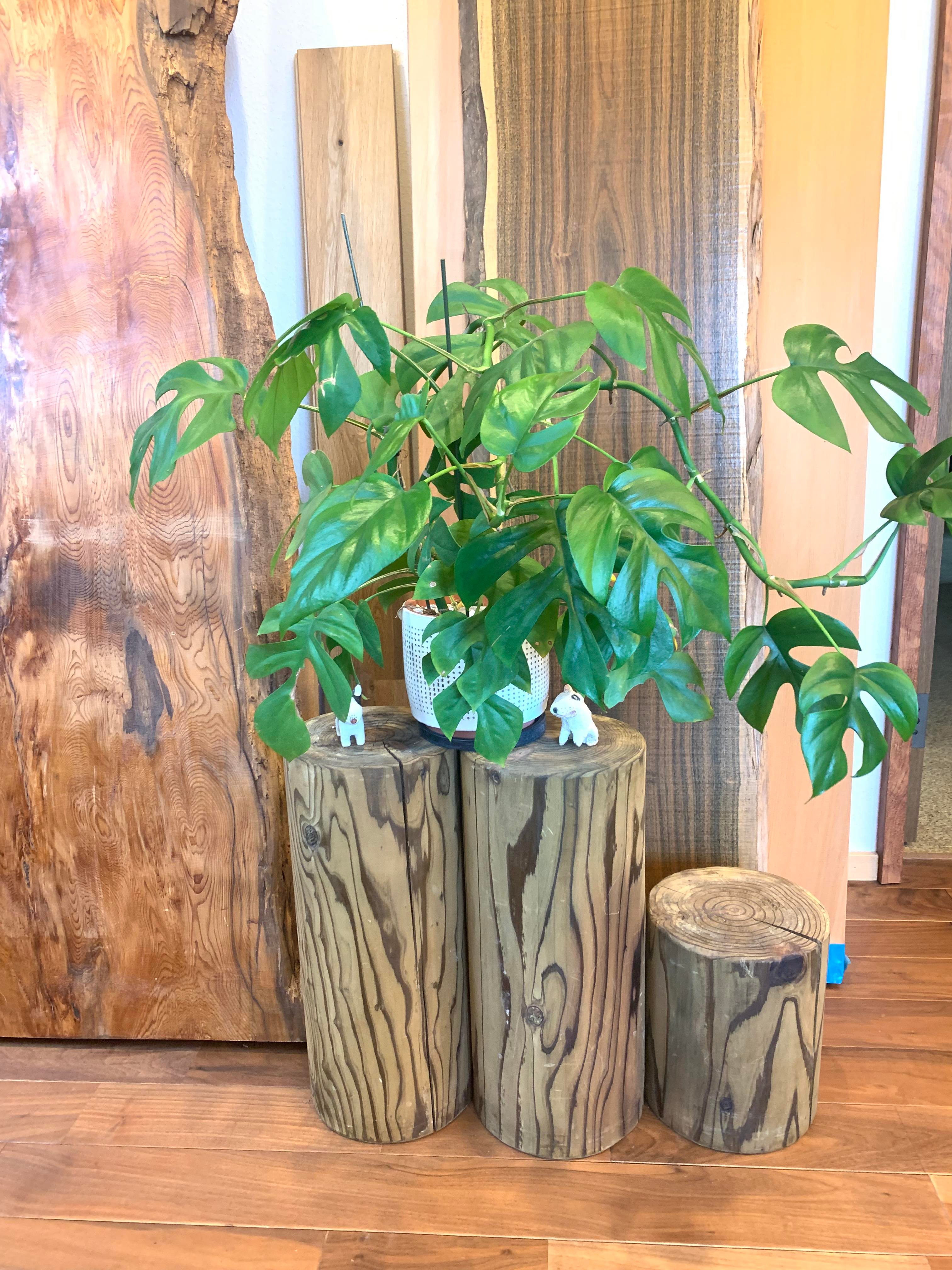 観葉植物