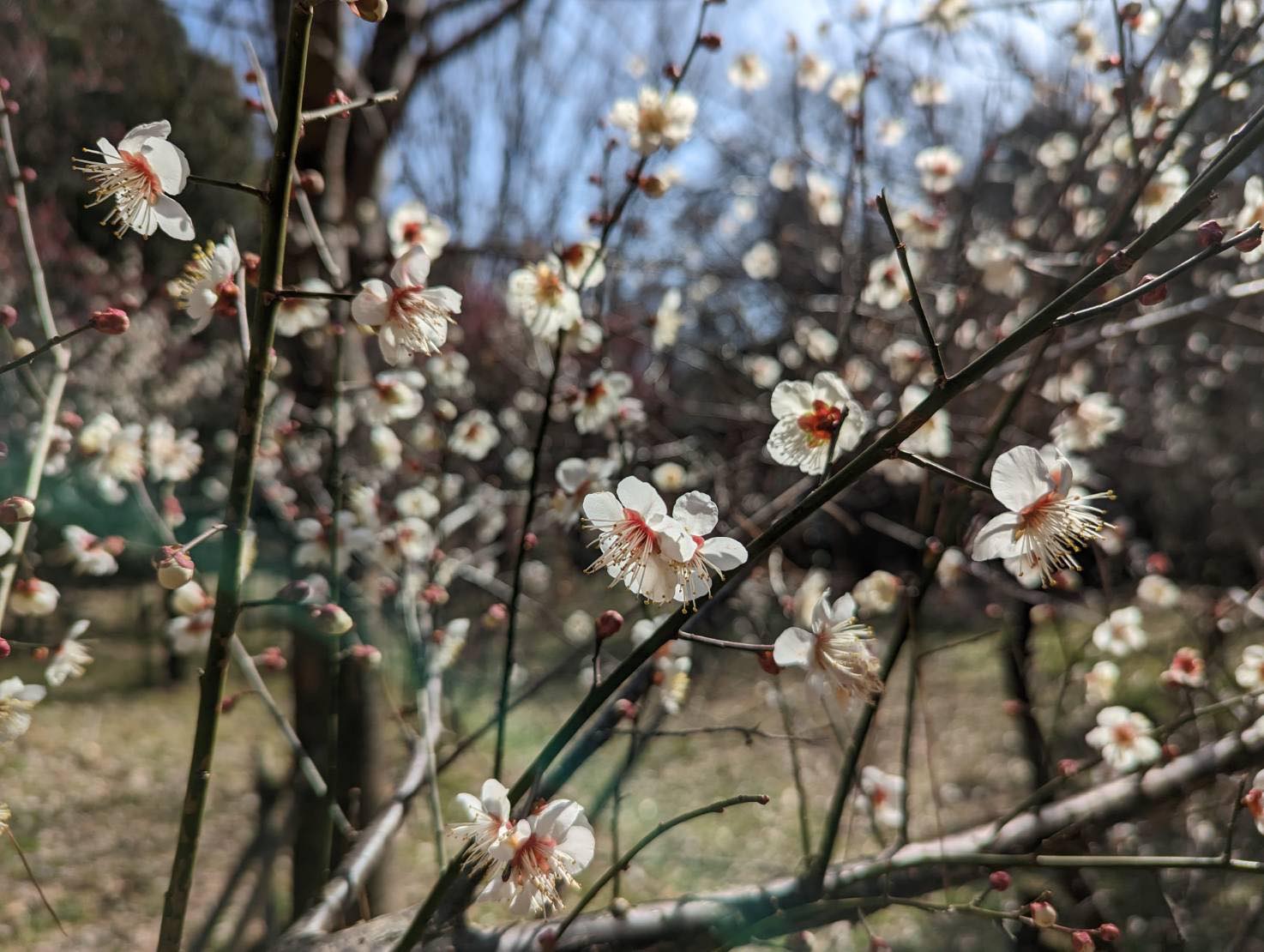 梅の花