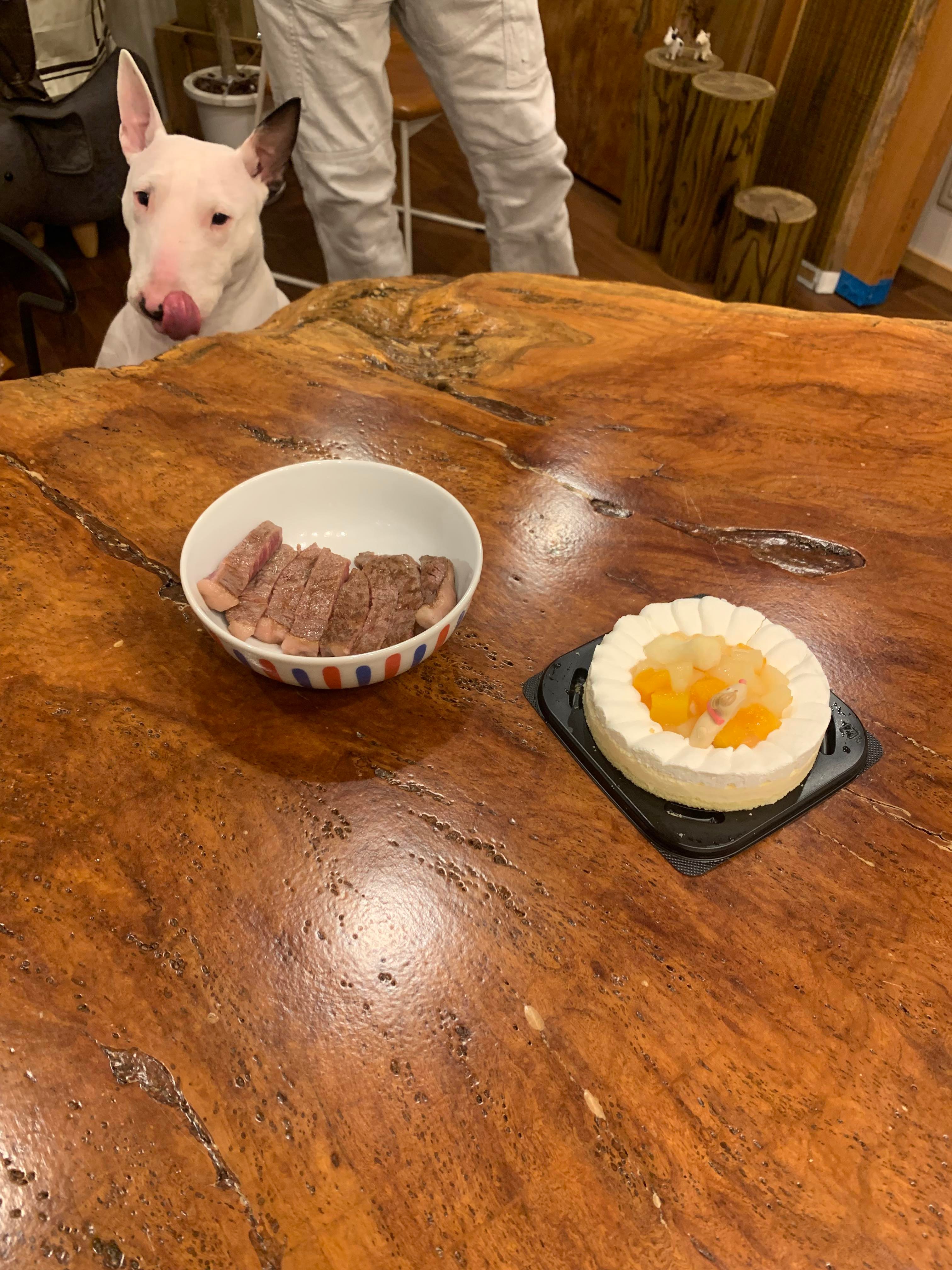 ミニチュアブルテリア楓