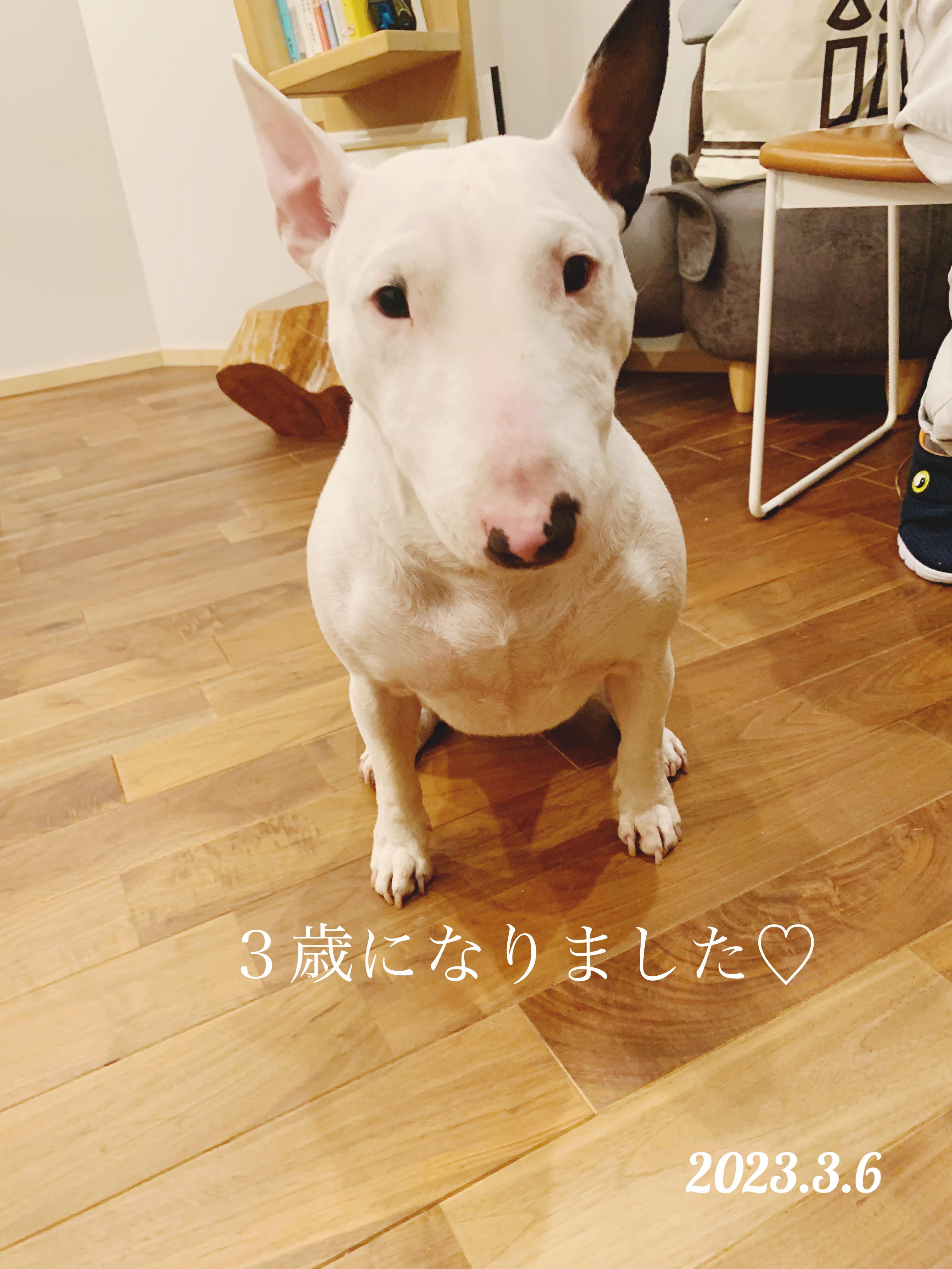 ミニチュアブルテリア